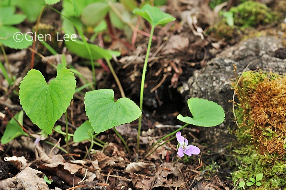 Viola sororia photos Saskatchewan Wildflowers